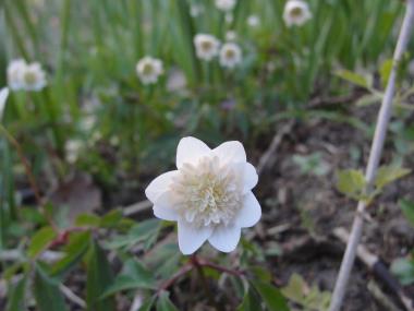 Billede af blomst